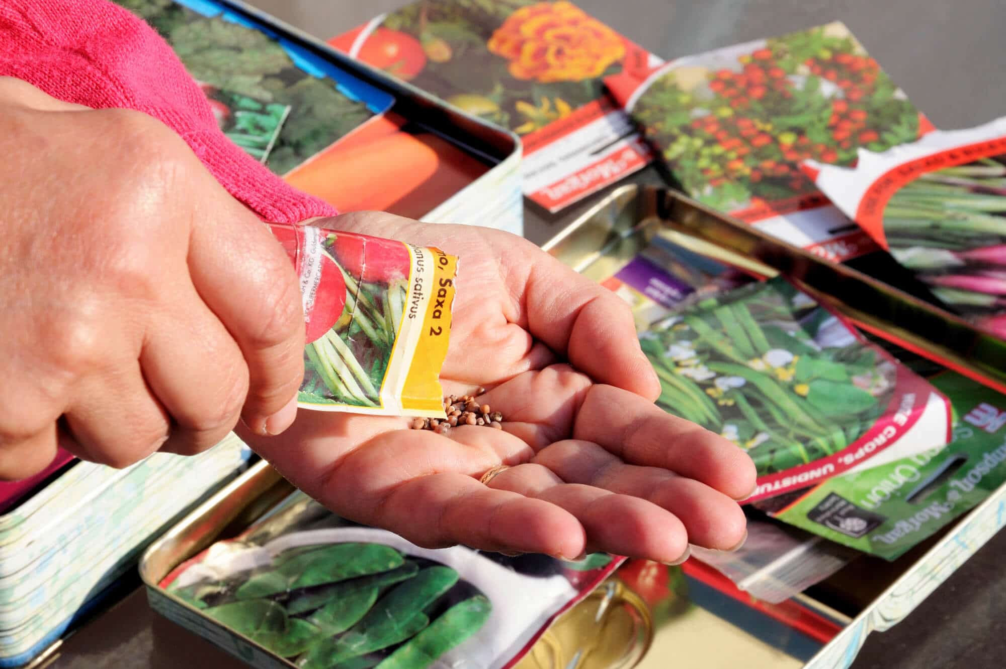 Choosing a Seed Company