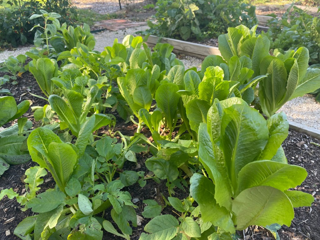 Is It Really Worth The Time To Sprout All Your Own Veggies?