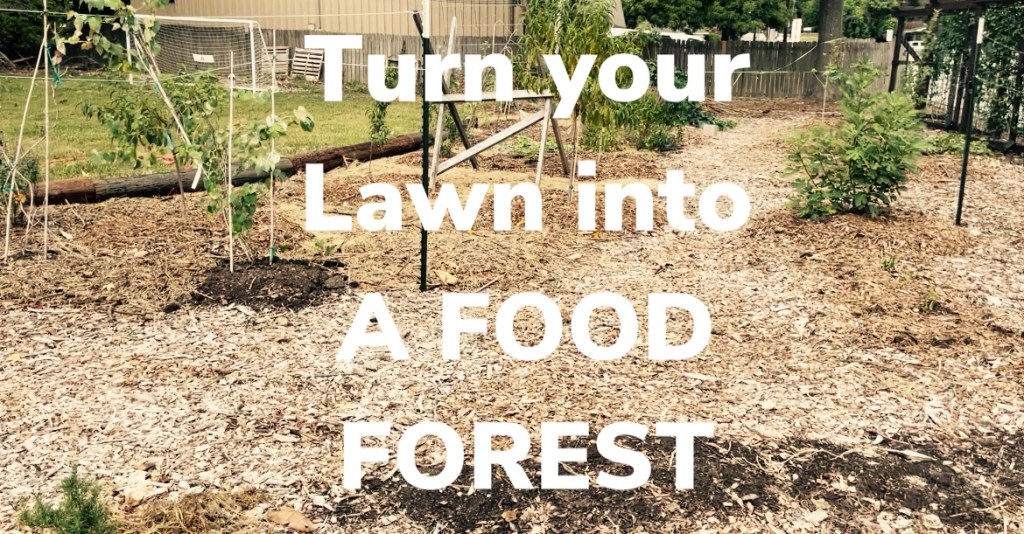 How to Turn Your Lawn into a Food-Producing Haven…Without Breaking the&nbsp;Bank